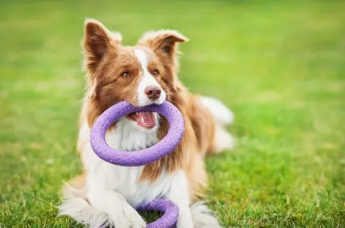 adiestramiento canino